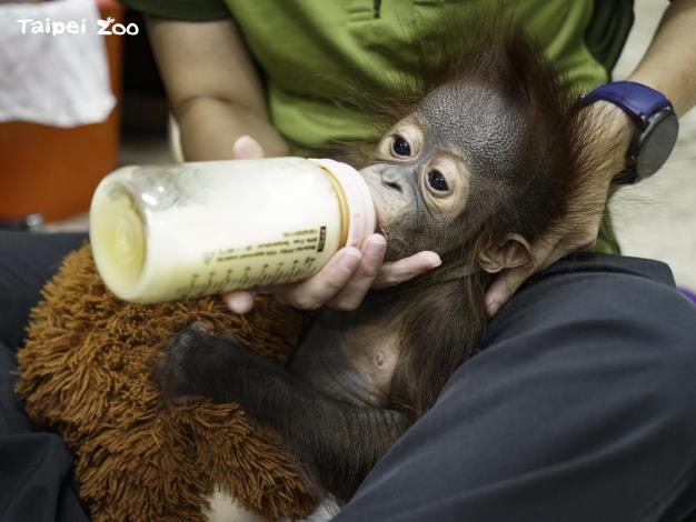 野外的紅毛猩猩通常至七、八歲才會徹底脫離哺乳期，從母親身邊獨立（鄭治琳攝）