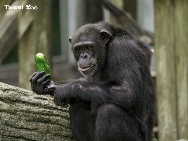 把黑猩猩惹毛了，小心牠會用食物K你呦！