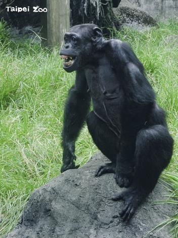 露出牙齦和兩排牙齒，看似人類微笑、開心的模樣，其實是黑猩猩表示恐懼或威嚇的表現