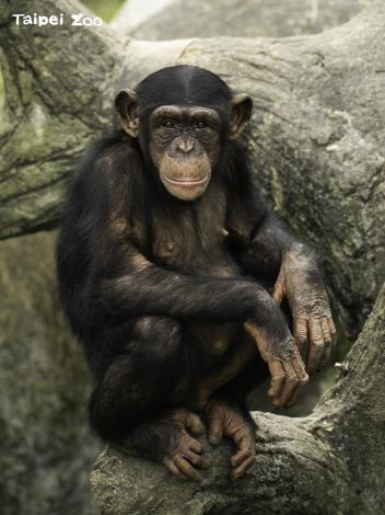 下次到動物園參觀時，帶著尊重和包容的態度，或許你會發現黑猩猩想要和你做朋友哦！