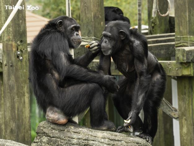 黑猩猩透過肢體動作與表情能夠讓他們在群體生活間，互相傳達彼此的情緒與對話