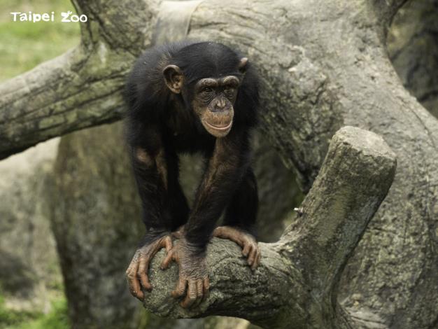 要與黑猩猩進行友善互動，要採取「平視」的角度，盡量蹲下身子，不要比黑猩猩高