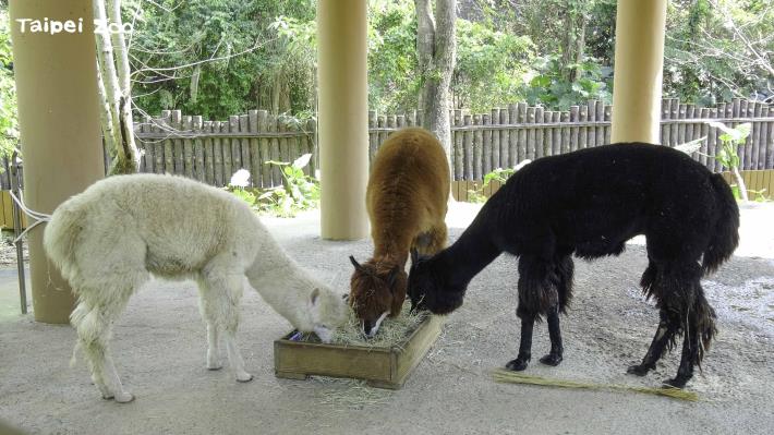 動物園也換出1公2母3隻羊駝到綠世界生態農場