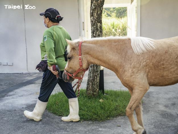 如果看到動物保育員帶著羊駝、迷你馬等動物在園區「蹓躂」，那可是保育員正在為動物進行「減敏」訓練