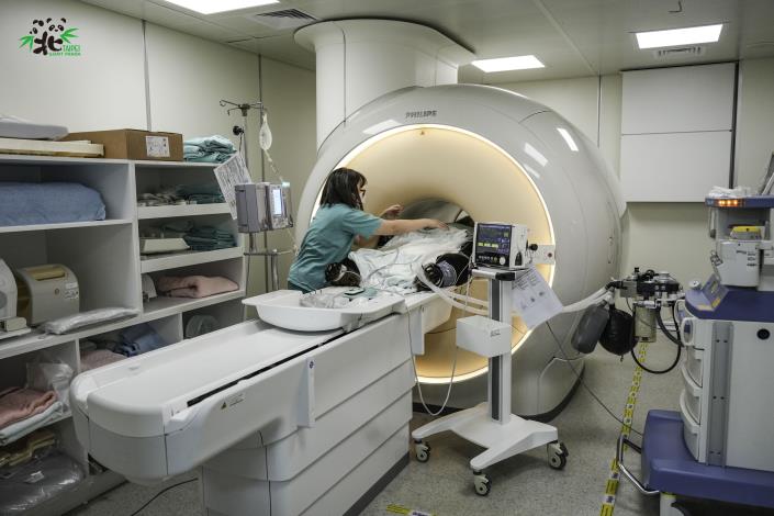 「團團」於上週六（1022）上午再次前往臺灣大學生物資源暨農學院附設動物醫院接受腦部磁振造影(MRI)檢查