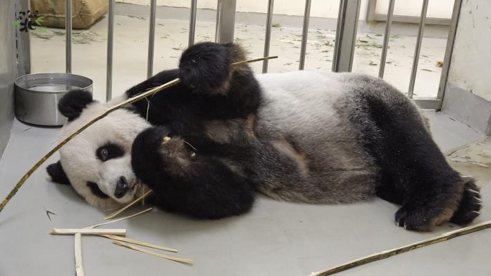 臺北市立動物園將以維護動物福祉為優先，採舒緩照護方式照顧「團團」