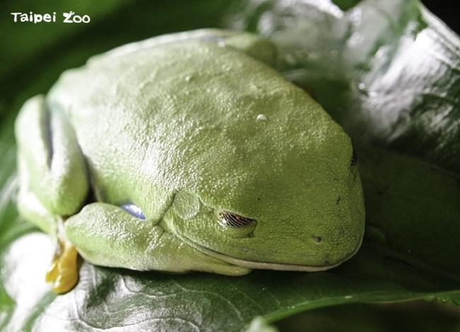 紅眼樹蛙是生活於中南美洲的一種夜行性青蛙