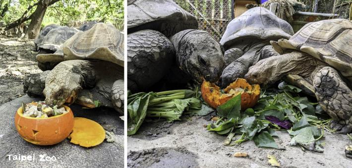 亞達伯拉象龜與蘇卡達象龜緩緩包圍住食物，張大嘴巴享用起來，一口接一口消滅大南瓜（周庭筠攝）