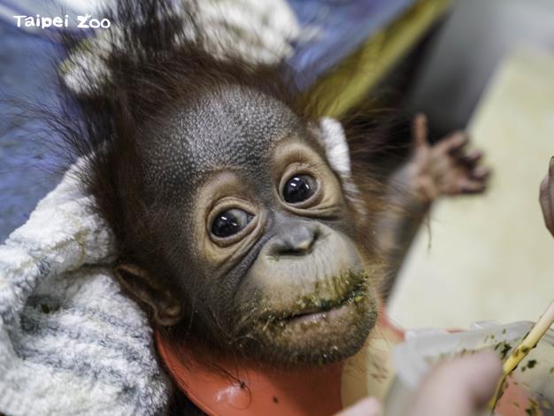 四個多月大的紅毛猩猩寶寶「秀彩」即將回到媽媽「可秀」的身邊