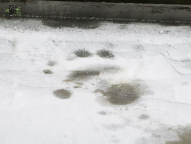 冰上時不時可以見到大貓熊的腳印，十分可愛