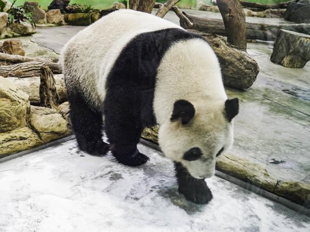大貓熊館的場地內多了一項新的行為豐富化設施-「冰床」（「圓仔」）