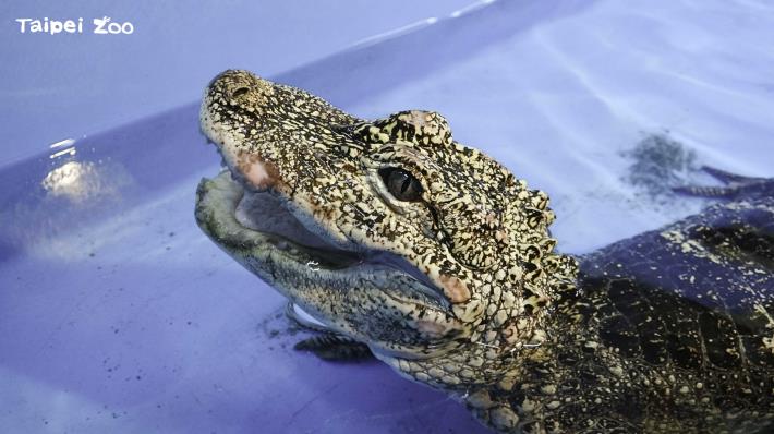 揚子鱷作為「短吻鱷科」的一員，在外觀上和包含馬來長吻鱷在內的其他「鱷科」有明顯差異