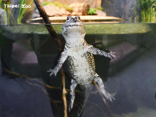 像這樣立定的姿勢，讓揚子鱷在保持警戒的同時，水面下的身軀呈自然放鬆狀態，於是就跟著地心引力一起往下垂囉！