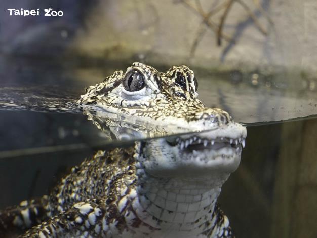 兩棲爬行類的鱷魚，跟人類一樣透過鼻孔呼吸、肺部換氣