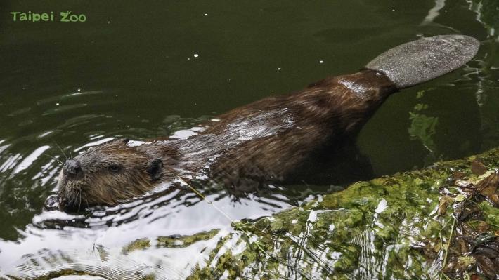 河狸的尾巴在水中活動時如同船舵一樣，可以控制游泳的方向(河狸「羅娜」)