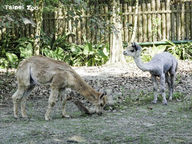 臺北市立動物園為了避免近親繁殖，羊駝的管理方式採公、母分開居住（公羊駝）