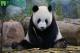 「團團」加入動物園時的影像-3