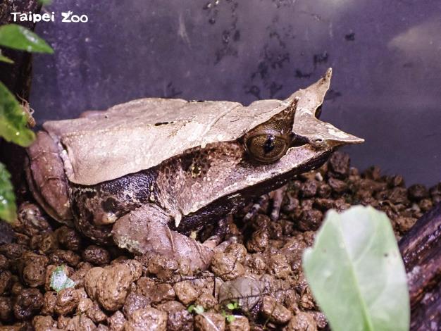三角枯葉蛙的眼臉和吻部有非常明顯的突起、形狀呈三角形，也因此得名