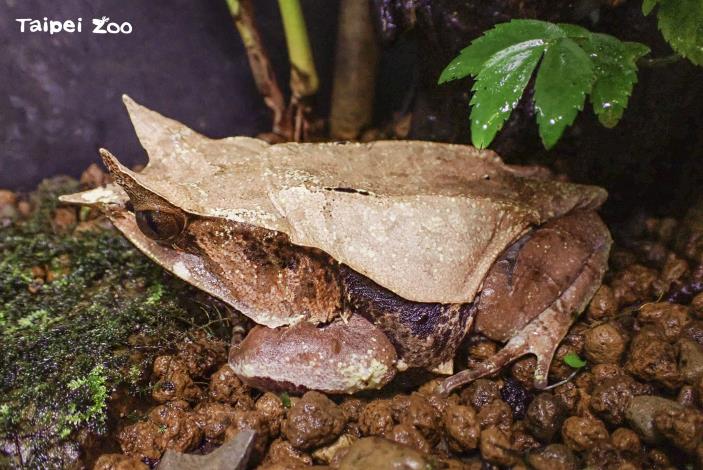 三角枯葉蛙的外觀非常類似森林底層的枯枝落葉