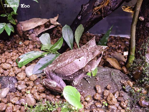 三角枯葉蛙被安排在兩棲爬蟲動物館的箭毒蛙房裡進行配對