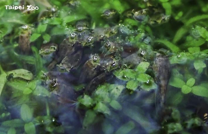 三角枯葉蛙的蝌蚪有漏斗狀的嘴巴，進食時會將嘴貼近水面，吸食水表的浮游生物
