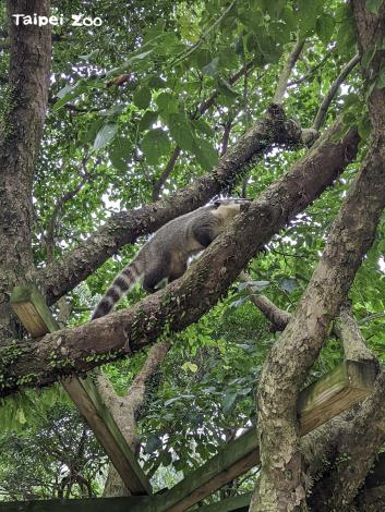 長鼻浣熊自在地在樹上攀爬（周玟攝）