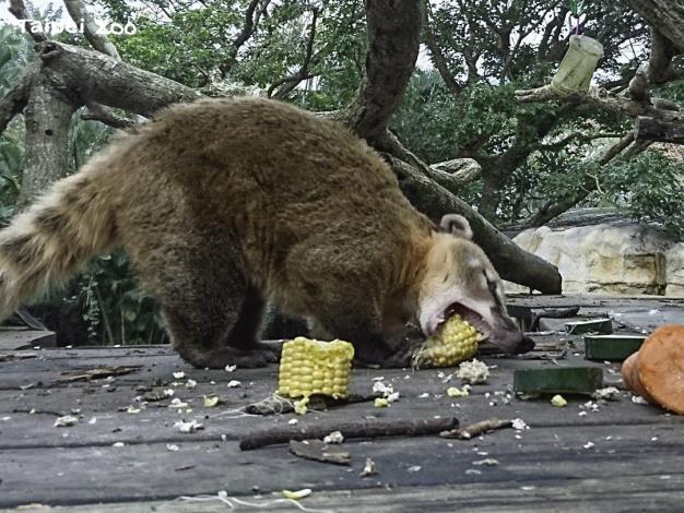 長鼻浣熊在樹屋上享用早餐（周玟攝）