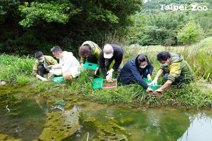野放繁殖成功的臺北赤蛙，積極協助野生動物重返棲息地