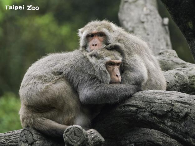 臺灣獼猴：抱在一起取暖最舒服了（詹德川攝）