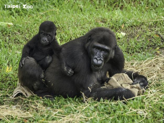 聰明的金剛猩猩會把麻布袋墊在草地上隔絕濕冷（詹德川攝）