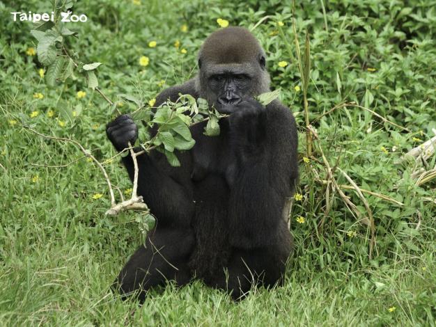 西部低地大猩猩在野外會吃大量的植物，牠們的主要食物是葉子、果實和根，其中葉子占主要部分（詹德川攝）