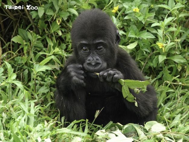 雖然大猩猩寶寶的動作沒有成年個體那麼迅速，該吃的食物也都沒有少過（詹德川攝）