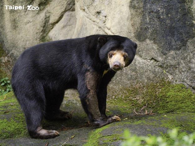 國內、外的動物園對於圈養動物的環境改善已經有大幅度的進步，仍會有部分圈養動物會有刻板行為的產生，特別是熊科動物有高機率會出現刻板行為