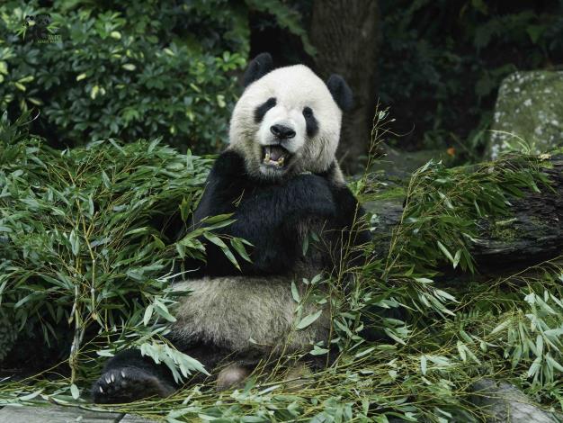 大貓熊「團團」在臺北市立動物園度過了14年的歲月(2008年-2022年)