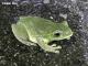 臺北樹蛙的成蛙體長約3-4公分