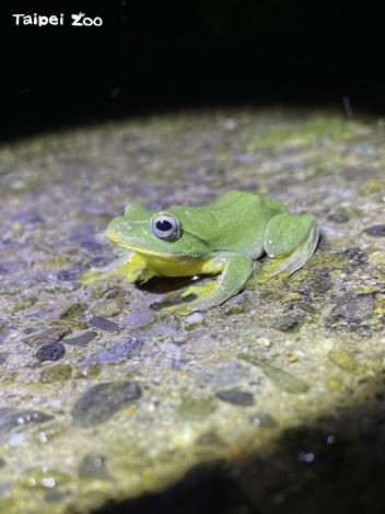 又到臺北樹蛙的繁殖季節，越冷牠們求偶的叫聲競爭越激烈
