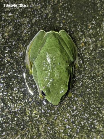 綠色的臺北樹蛙很像草仔粿，不容易發現牠的蹤跡