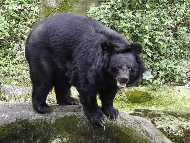 動物園與林務局攜手推廣臺灣黑熊保育   1月15日邀請大家一起來觀賞紀錄片特映會
