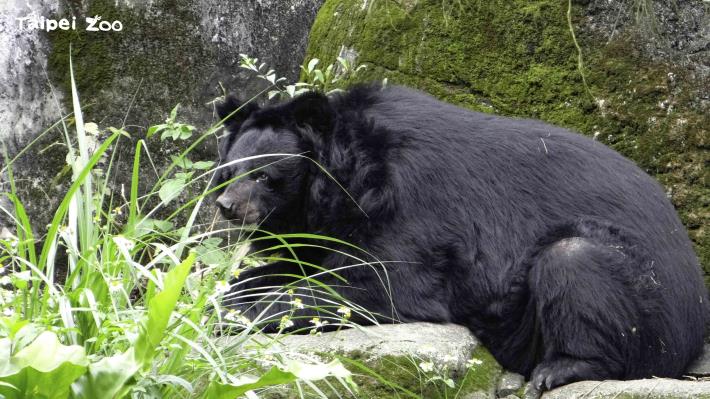臺北市立動物園和林務局邀請大家和我們共同保育臺灣黑熊