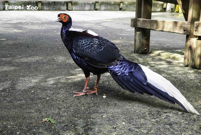 近日全球禽流感疫情持續升溫，臺北市立動物園也做好防疫準備