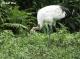 自從「哩鶴」誕生後，釧路市動物園持續在天敵、營養及環境調整等多方面提供建議，現在「哩鶴」的成長已經逐漸穩定（詹德川攝）