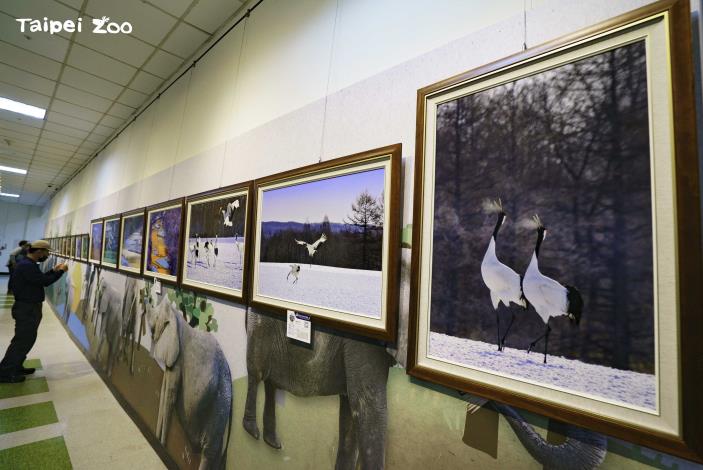 搭配動物園丹頂鶴寶寶的出生，本次「群英飛羽世界野鳥攝影聯展」特別規劃了一區為「鶴類」的14幅攝影作品