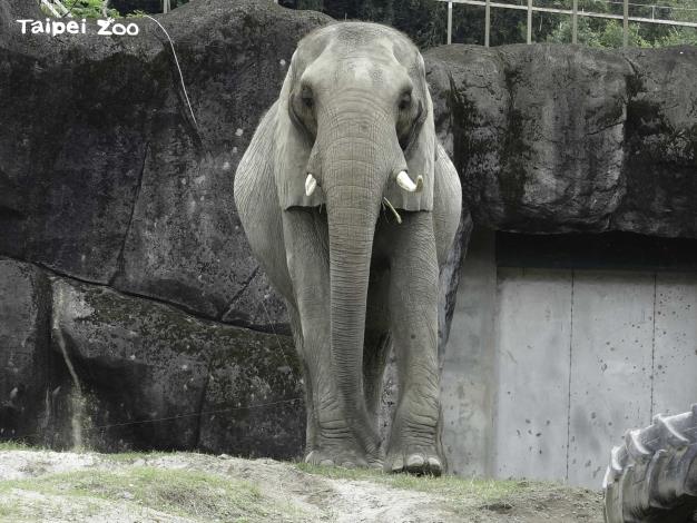 非洲象：謝謝保育員每天幫我們清理環境，讓我們住得舒服