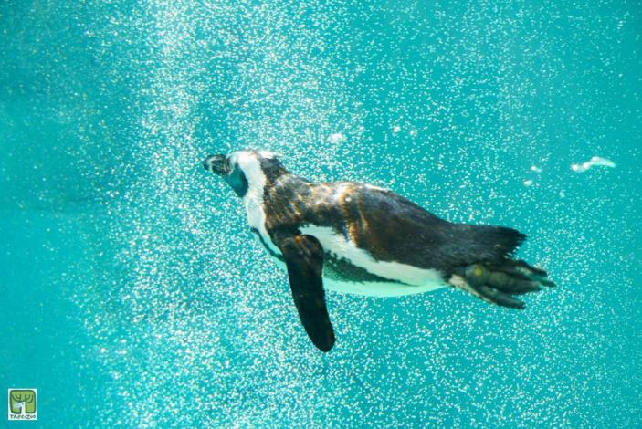 黑腳企鵝游泳速度平均每小時7公里，最高可達每小時20公里