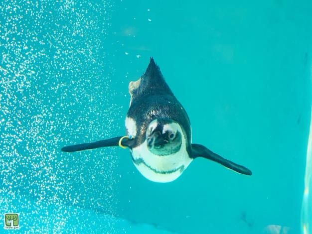 企鵝們在水中游泳、拍打翅膀的樣子，真的就像鳥在天上飛一樣，只是牠們是在水中「飛翔」