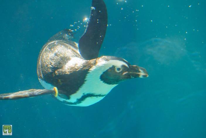 上午930-1030之間，是最容易看到黑腳企鵝在游泳及洗澡的時間