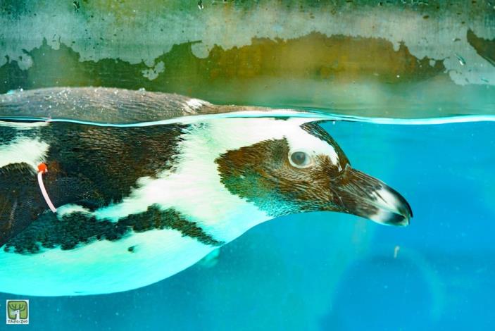 企鵝若是太少下水游泳，很容易出現腳部的相關疾病
