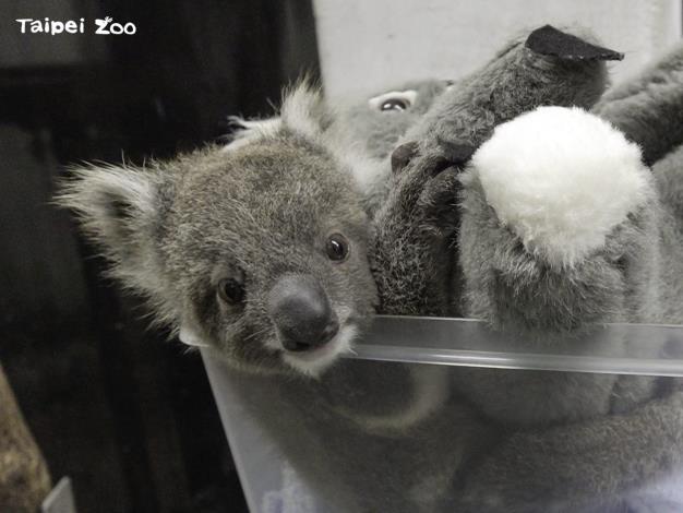 保育員將無尾熊寶寶放置在絨毛布偶上進行體重測量