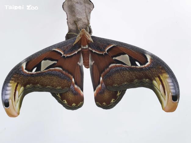 皇蛾屬於天蠶蛾科，是世界上目前已知最大的蛾類之一，展翅約20-30公分（陳信雄攝）