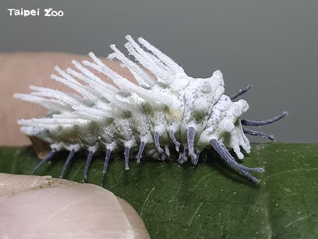 皇蛾2齡之後的幼蟲會開始分泌蠟質，因此牠們身上會覆蓋著白色的粉狀物（陳信雄攝）